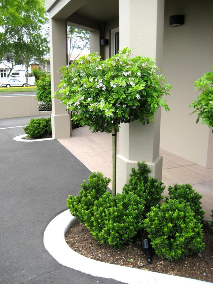 Salerno Motel Apartments Christchurch Ngoại thất bức ảnh Gardenia